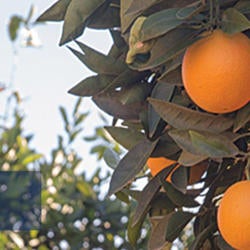 citrus background image