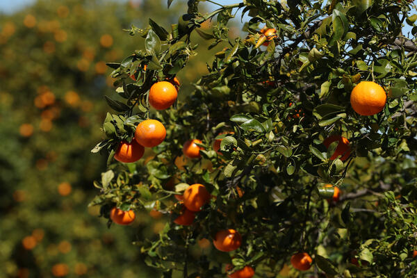 Policy - Citrus Image